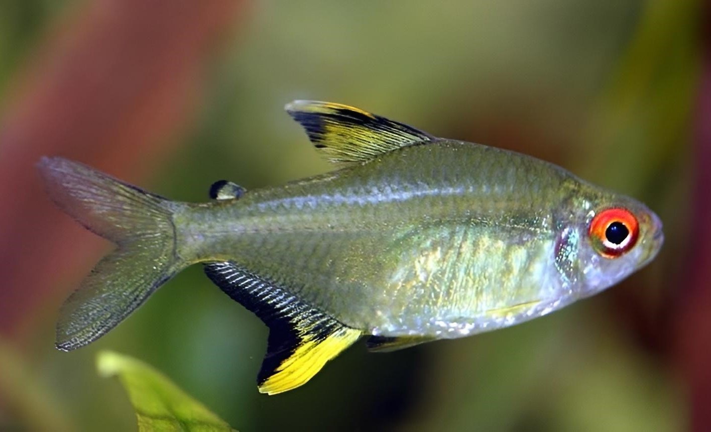 Peces Tetra
