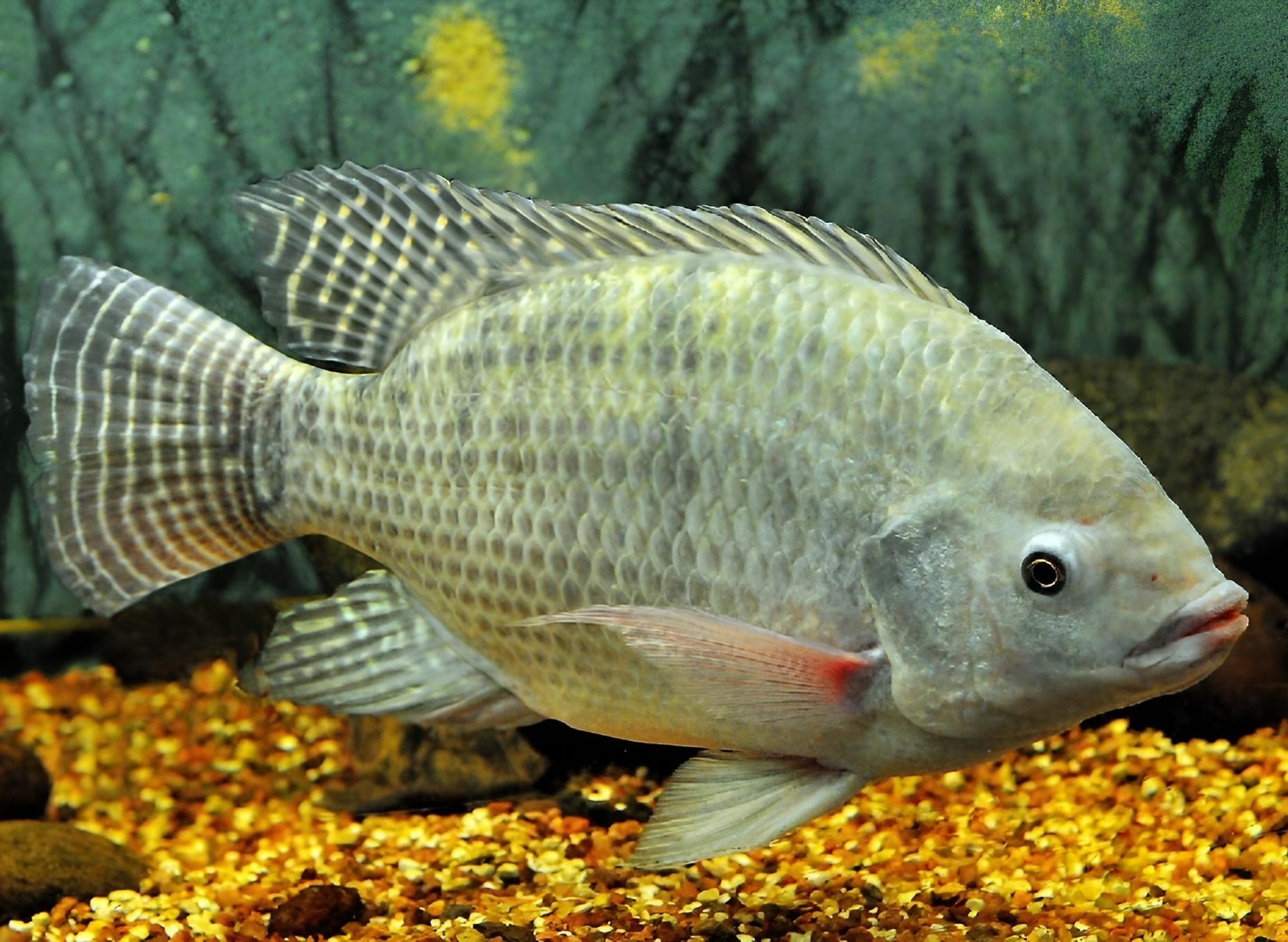 Pez Tilapia