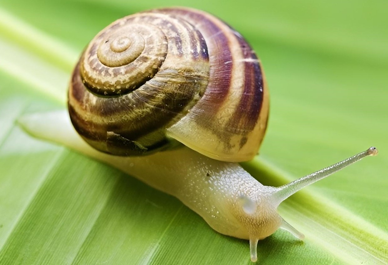 Caracol