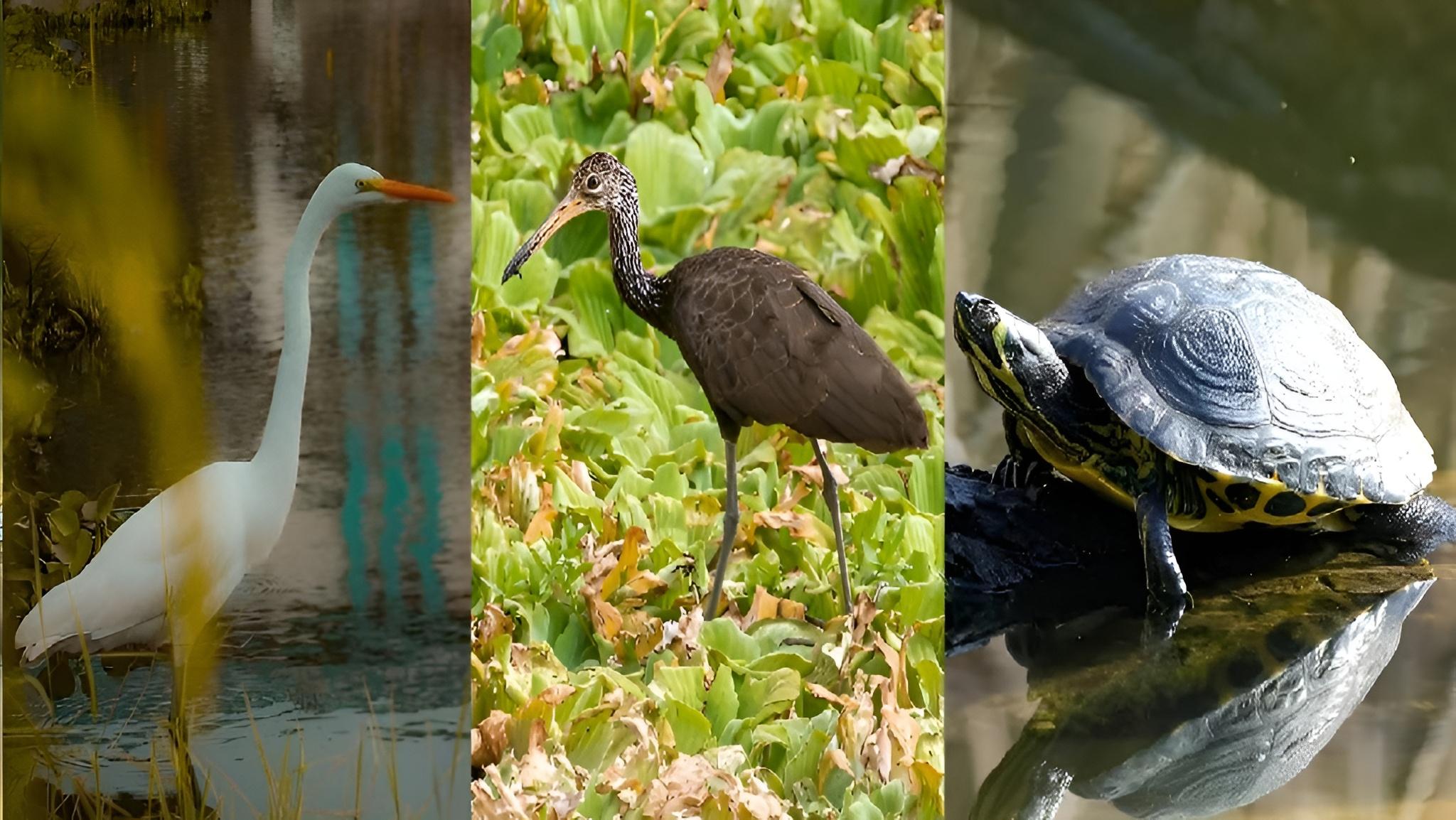Animales