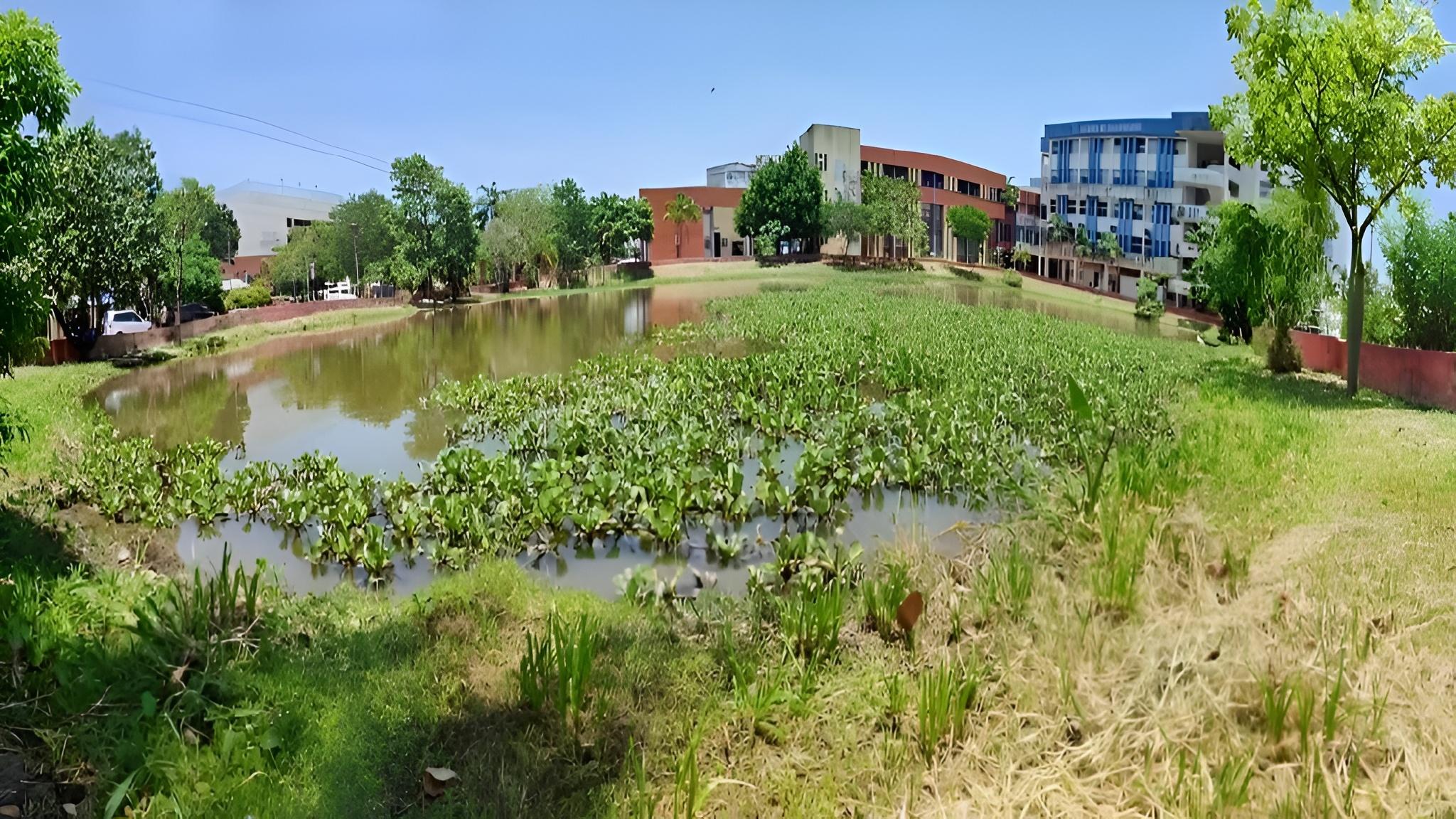 Historia del Curichi